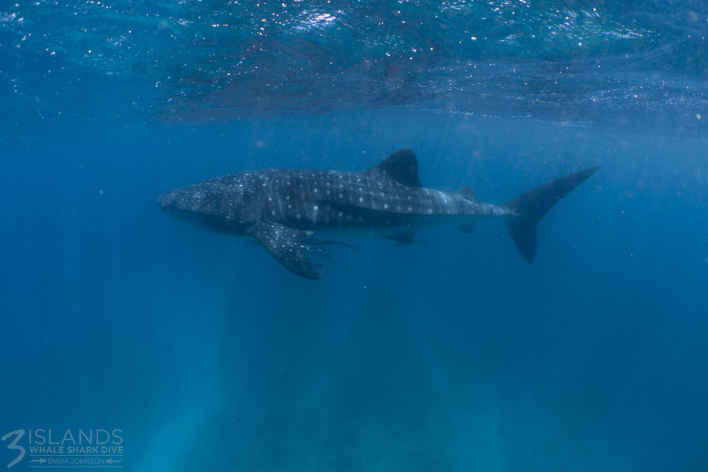 7a0c9c8f-09de-48e4-b0d2-b6c69ae6c927