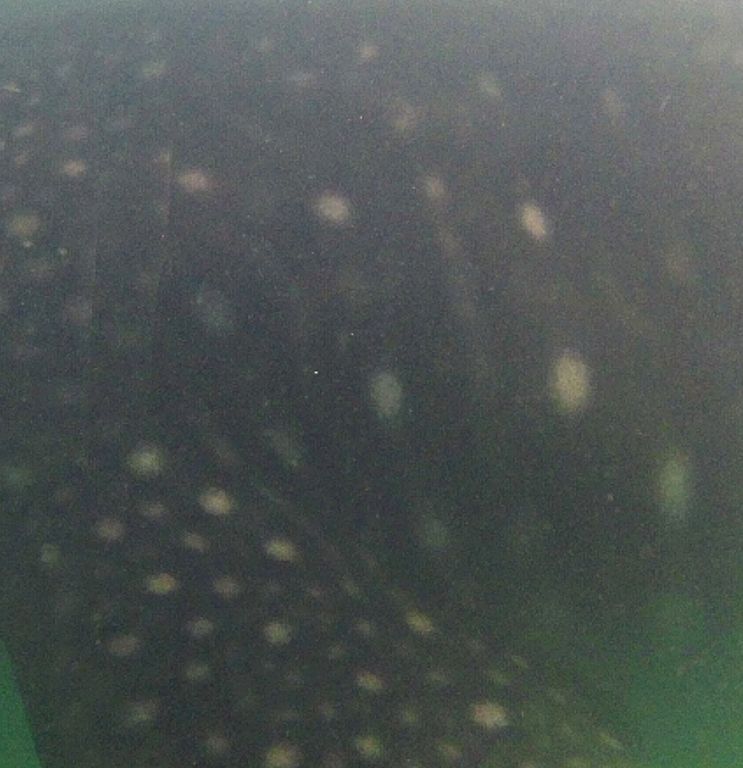 92a7032f-d5ff-417a-b636-eff2269ca67a