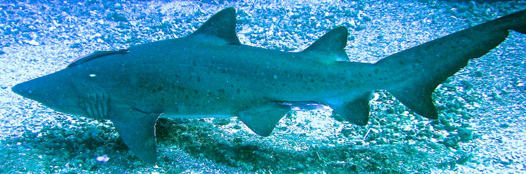 f5042fef-05cf-4b09-9487-1517ff4bb741