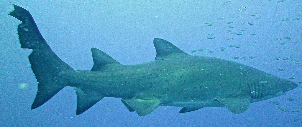 9737cbe0-1d0e-494f-a205-160decc9302e