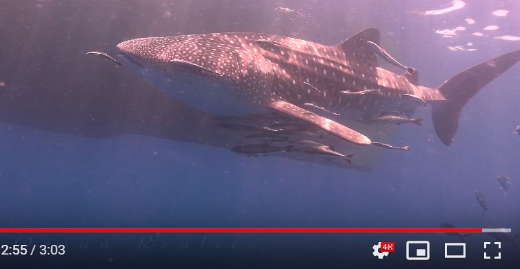 0b330853-5abe-4419-8129-8efaf9762fe6