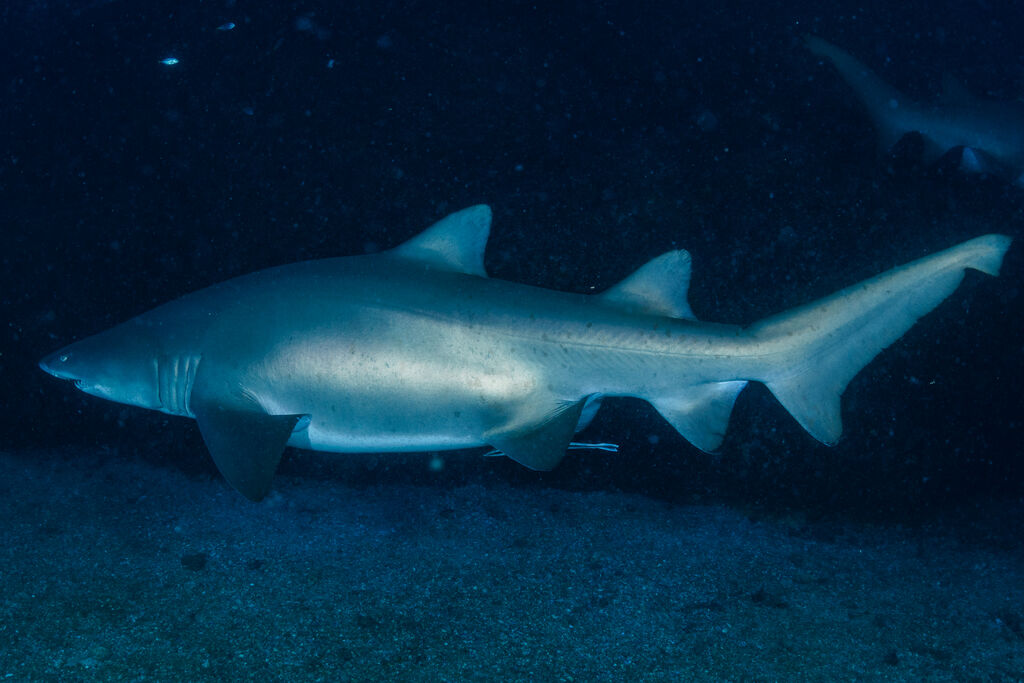 fec13b57-cc00-4320-91aa-31dc8759de37