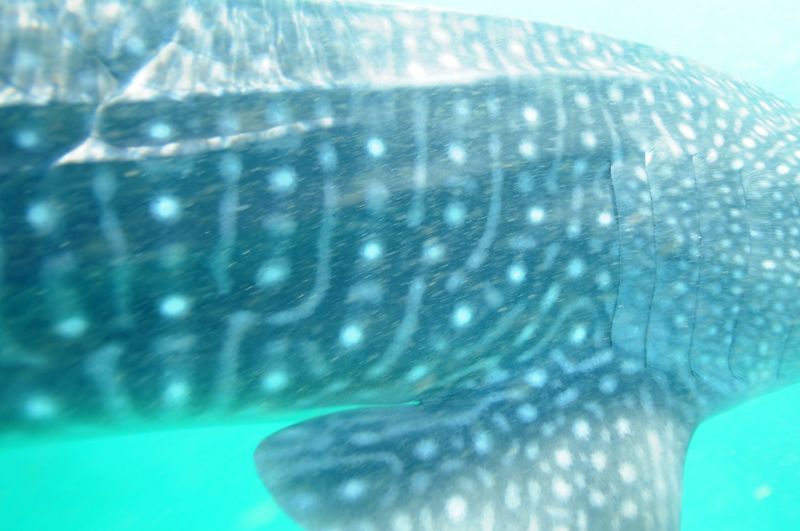 6aaa9948-cb4f-43f0-9781-8c4de033942b