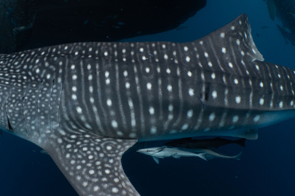 6beb0e79-5eaf-46bd-bbaf-de2469d02914