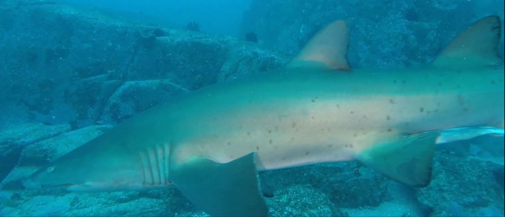 84eca52b-c021-4618-a94b-64c6df8587d3