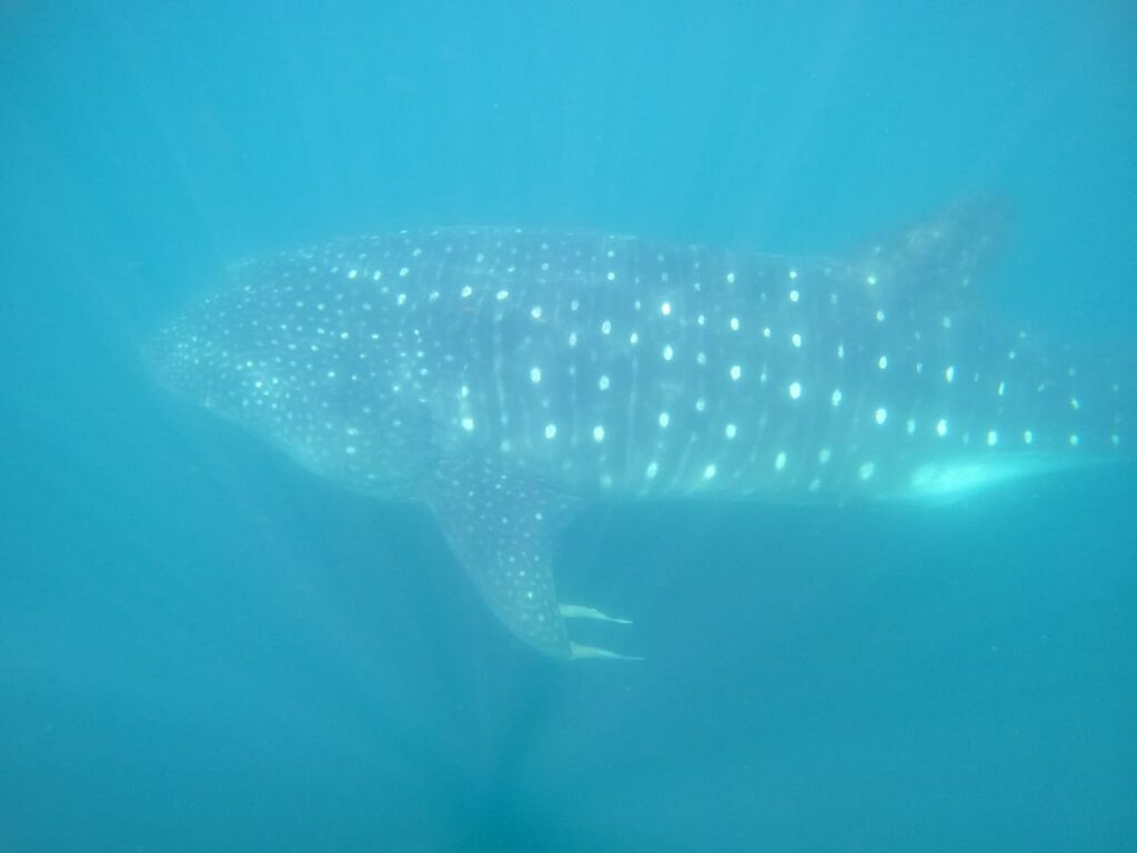 8f9eaa6a-aed7-420a-9a00-575272c88b03