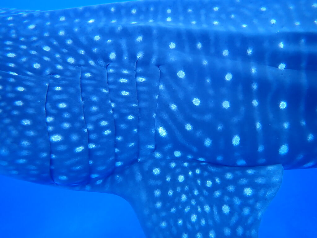 c2fa8611-e5df-4da1-b6c8-f2e14643a096