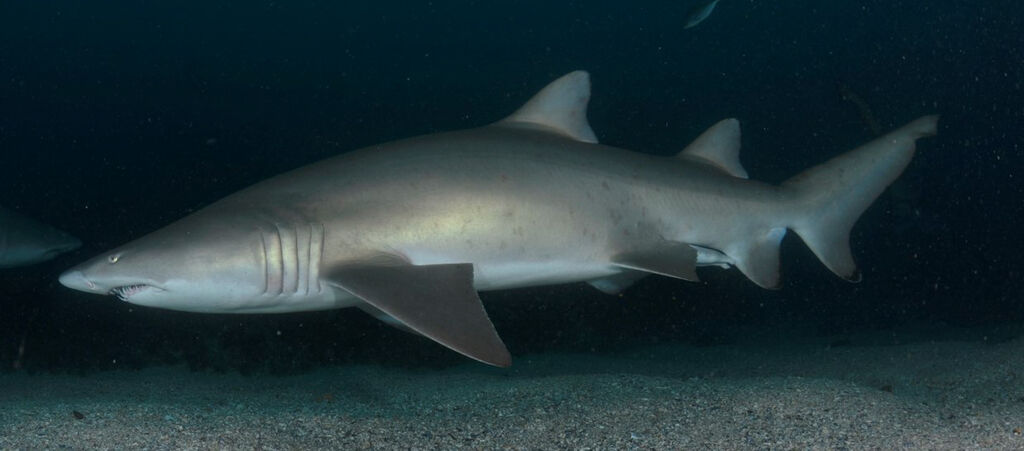 44d75473-1ff7-4483-8274-984058e267d2