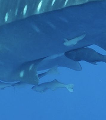 2115f60b-8d12-4d5e-bb3e-8211bba14840