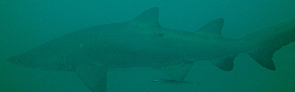 d519a79c-8bb7-4c87-96a7-e64641f62582