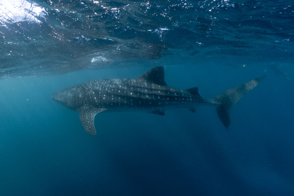 2eb6699b-e5a1-4545-81ab-67f763dbcc43