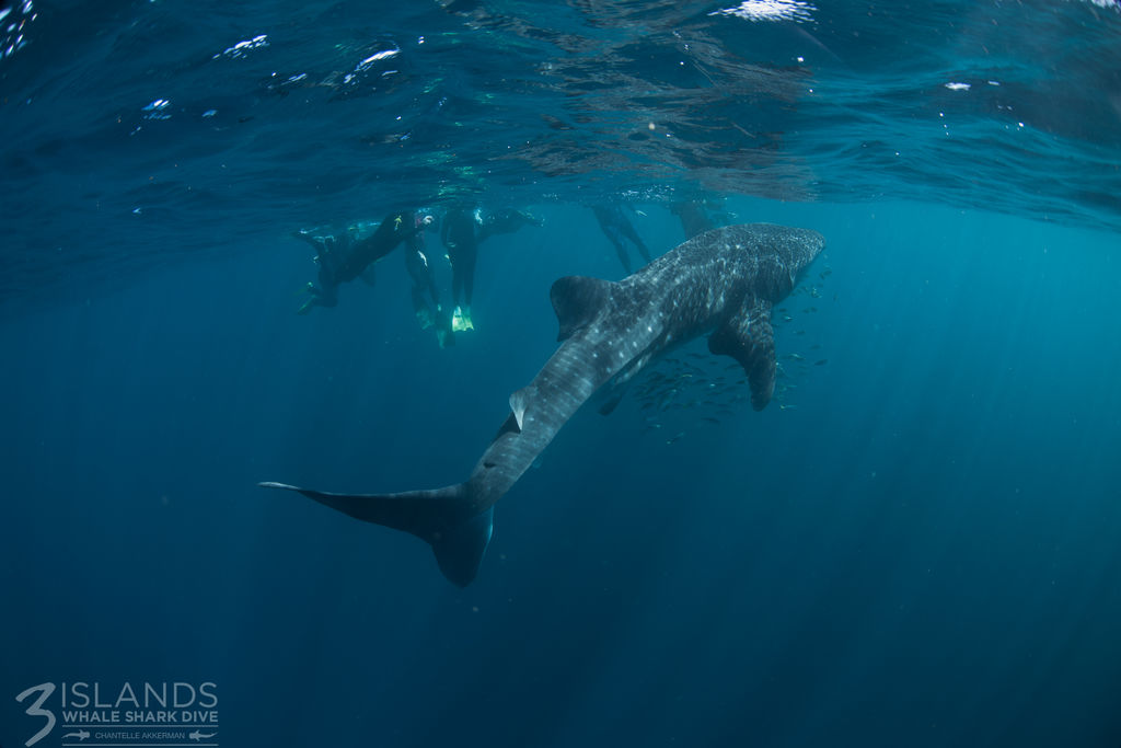 35ca1b5f-ff7e-4bb4-8509-e7e5be6e128e