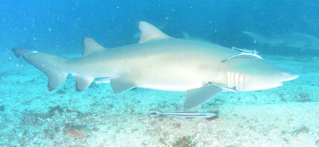 f1cfff6d-9f38-44a6-93bb-46a9a86fe26f