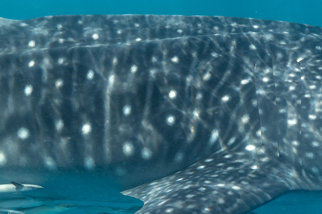 00d37770-c437-40d9-8029-425203a977ba