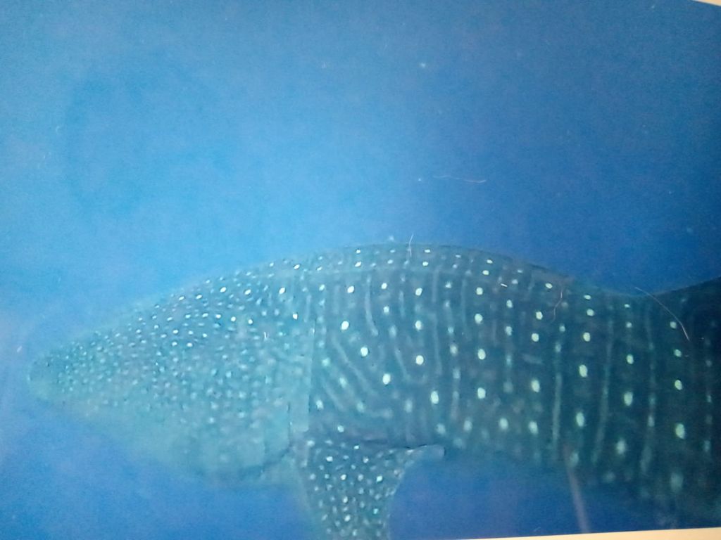 2a38fcba-8949-4e07-a30d-98df0e08346e