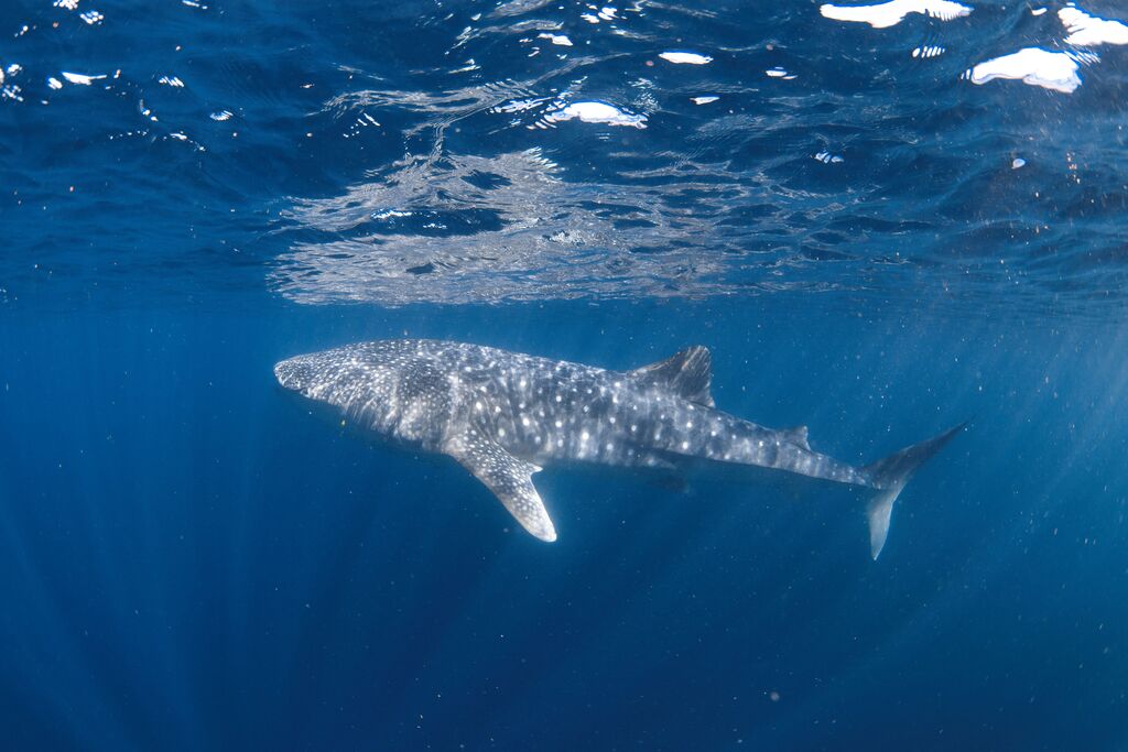 cd9372d6-5e8c-4117-a741-8019fc7f7400