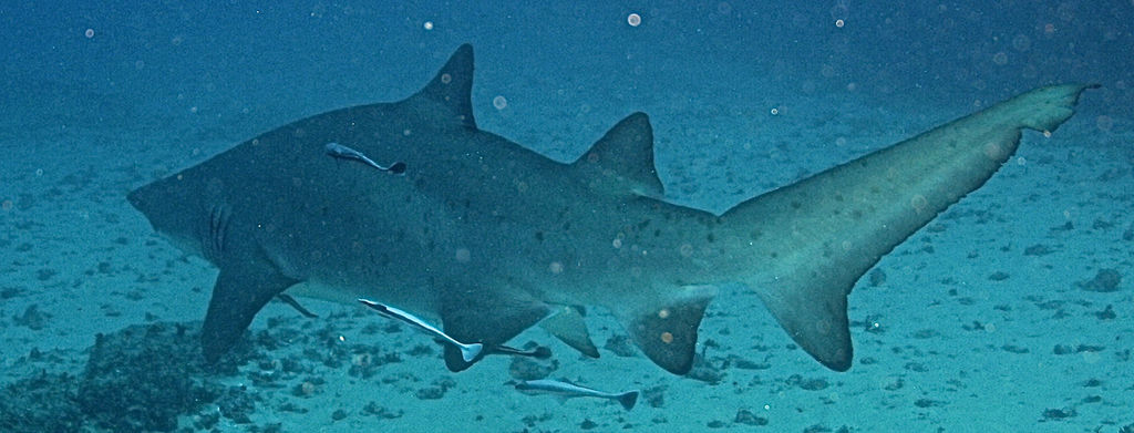 ab1661d2-67a4-417f-a655-e49ea5607da6