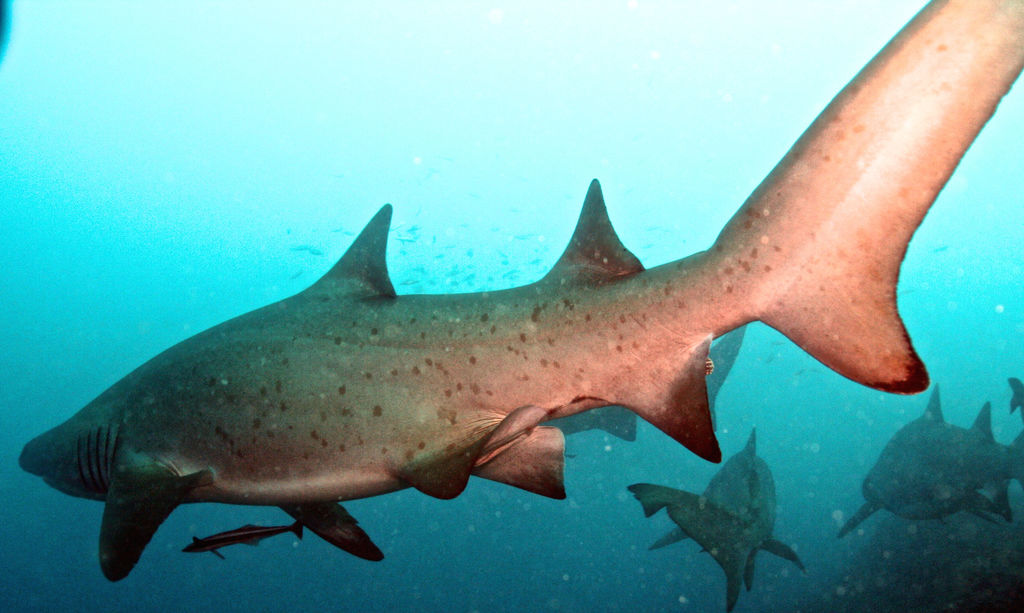 e3166697-ccba-4876-8e7f-f0da9da21691