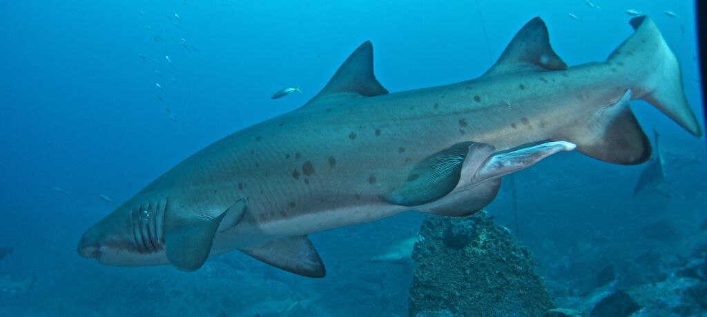 17169485-0411-445f-957c-d3815176ae4b