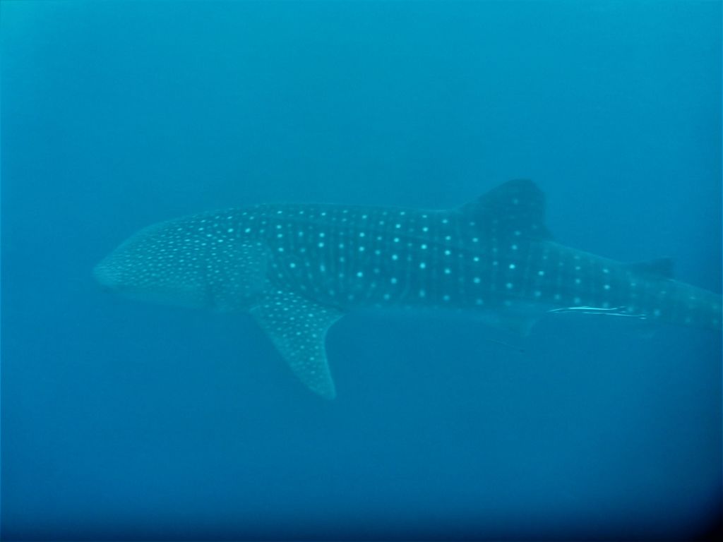 a18178b6-757f-4230-a56c-7336feacb819