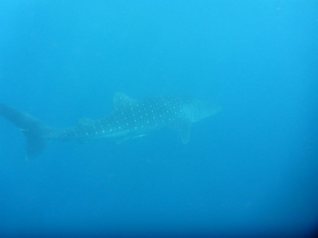 a18178b6-757f-4230-a56c-7336feacb819