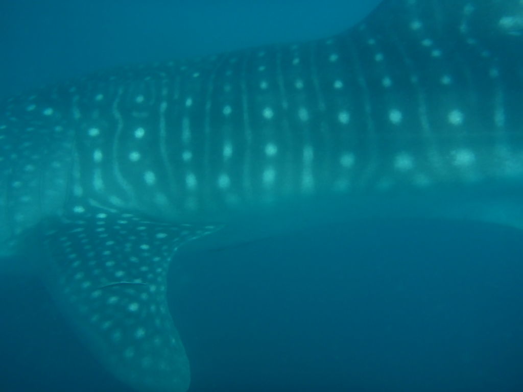 2b2bc93c-1c1c-4f0c-88e4-19005e1b7d7b