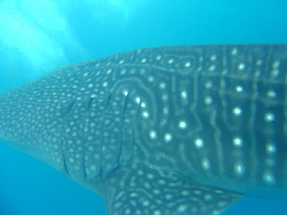 30b00941-f1c4-45bd-897f-8302580178ff