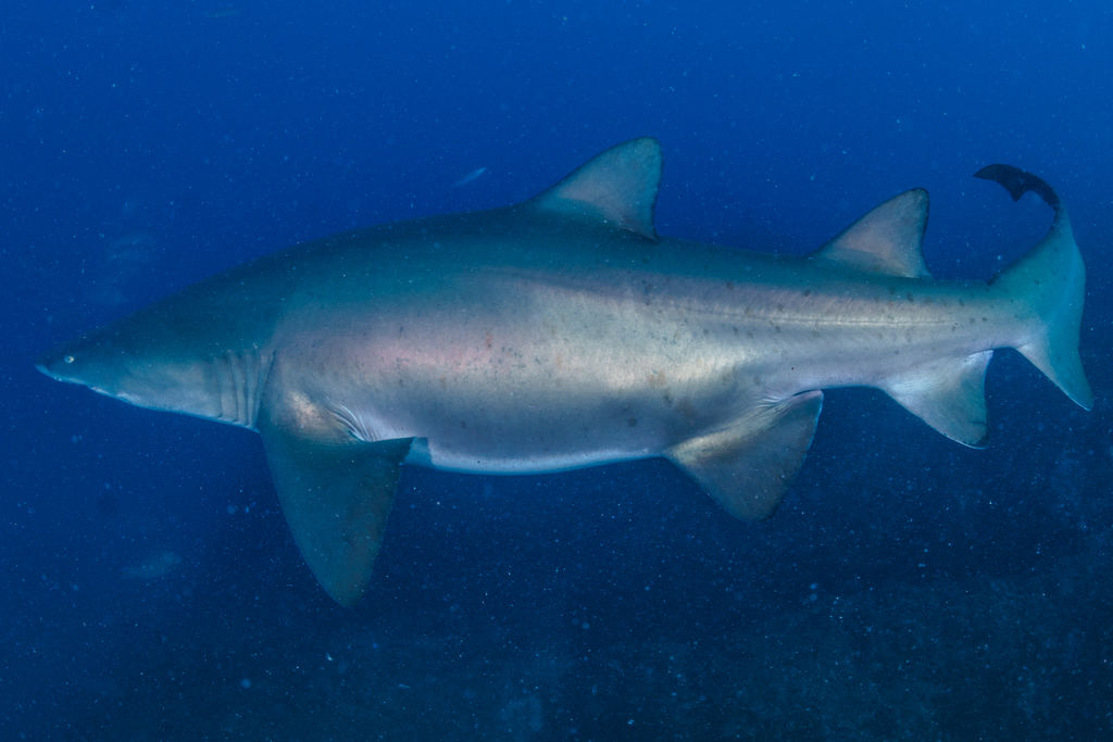 1d4d5b9f-a244-4ecd-baec-92cc2655a616