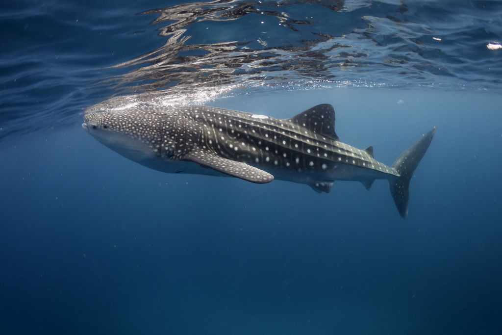 eaa2f86a-a4f9-49a4-b6a1-8929d3dcb1a0