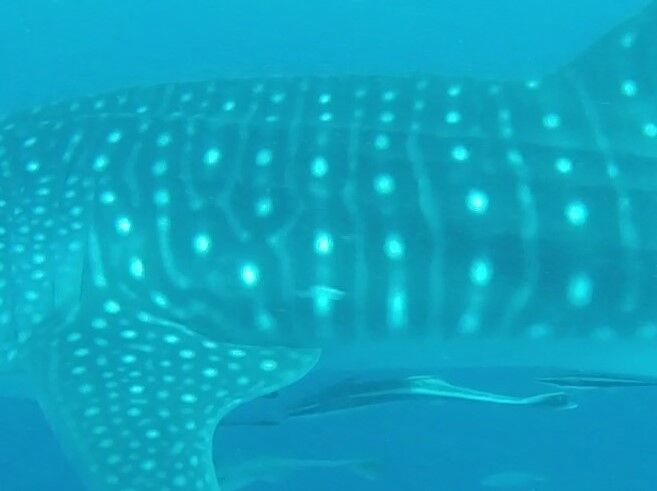 bdfbda7a-3e93-4ccf-b6b4-65384cc2c071