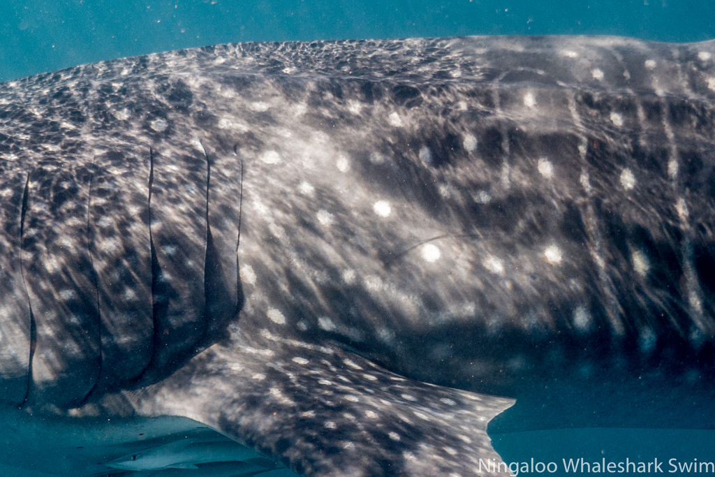 9f327693-cf74-454b-a09f-393c58166f36