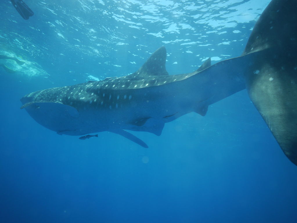 bdb782fa-5a80-4500-be60-e1148d504a2a