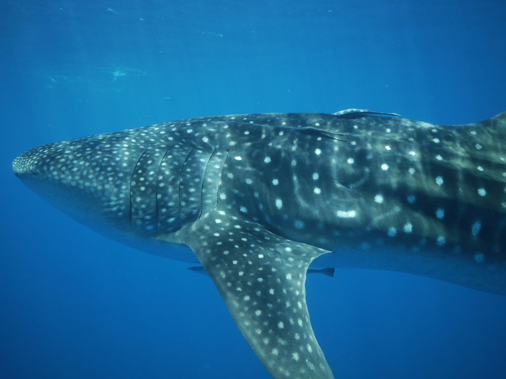 bdb782fa-5a80-4500-be60-e1148d504a2a