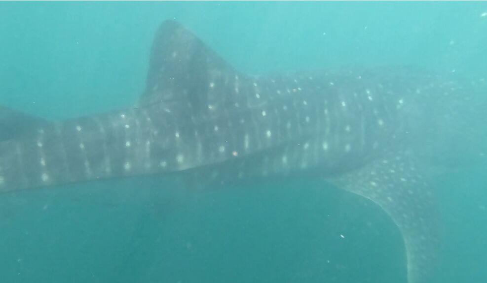 92e67c96-22a5-48f5-9af0-a4dd90767bdf