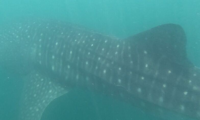 92e67c96-22a5-48f5-9af0-a4dd90767bdf