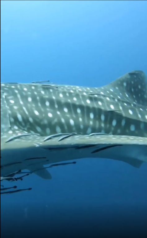 ce62077f-7269-44bc-baa9-6869d7c3e313