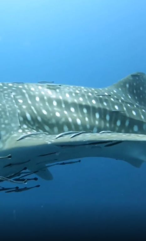 ce62077f-7269-44bc-baa9-6869d7c3e313