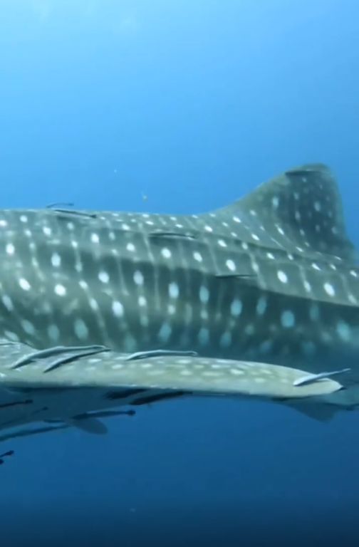 ce62077f-7269-44bc-baa9-6869d7c3e313