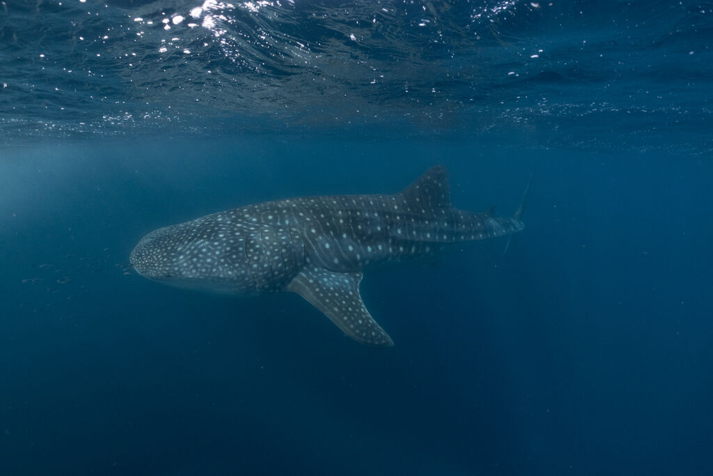 1f2ac99f-8573-4ab4-a4c2-14a8f3c7ac02