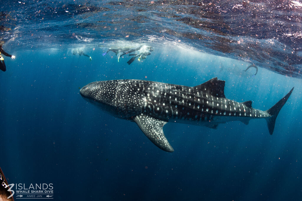 167f89c4-5970-4c21-9551-419607a98500