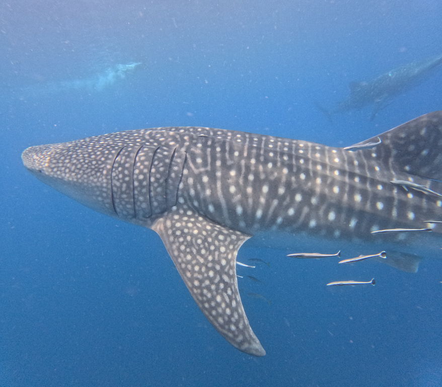 31d14395-71ac-468c-80b2-f0d8d6836f4a