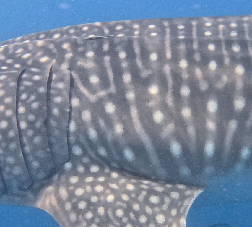 31d14395-71ac-468c-80b2-f0d8d6836f4a