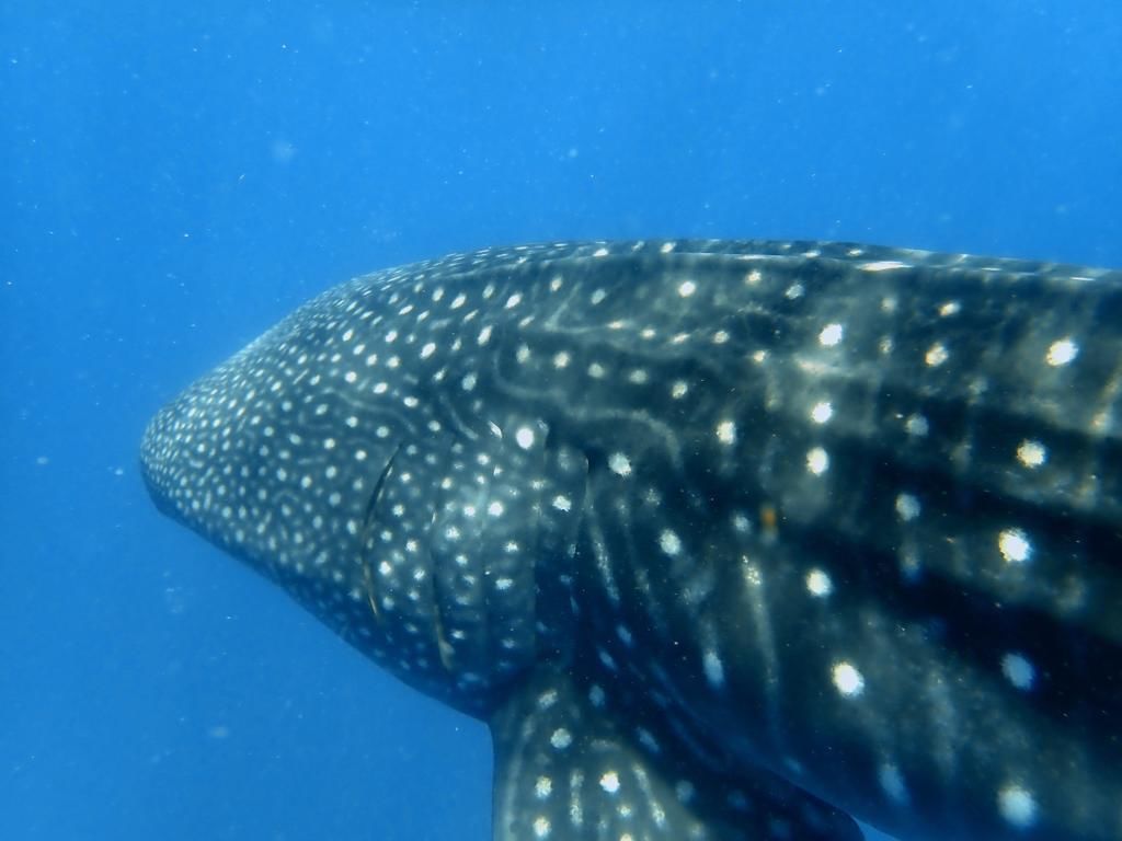 e4eb5c95-f4b4-43a4-a0d0-c67aef473c50