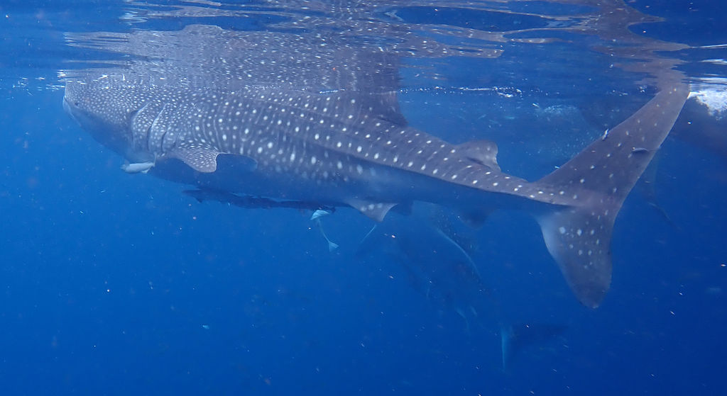 518fb49a-a7d5-4d11-8fbb-4ac3e38debf9