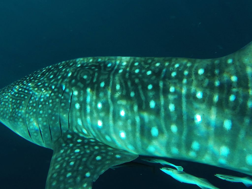 33f52c8a-6534-4424-8fd9-e8ee69f1da64