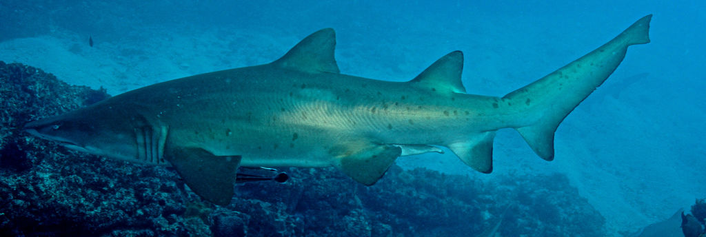 c182e29a-f648-4e34-8f0e-69f2e00a3cd0