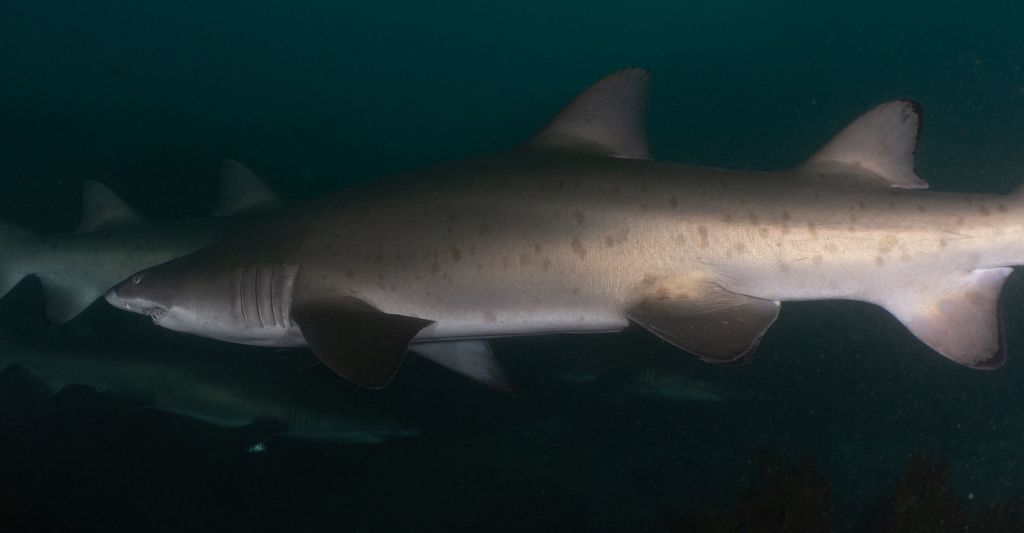 2e99d0d1-1cc1-4438-8294-b2079ec34c1f