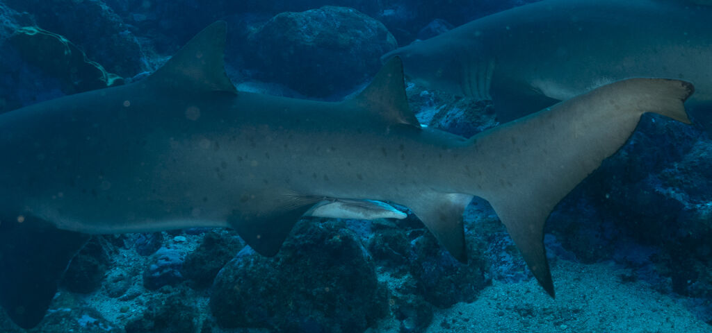 55451501-0e03-4b3b-84a5-1fb1ed94db13