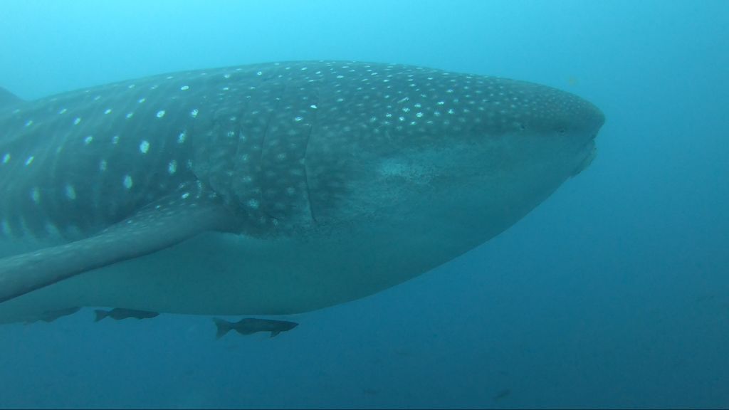 3a0eef9f-4245-4a7a-95fa-30519772a644