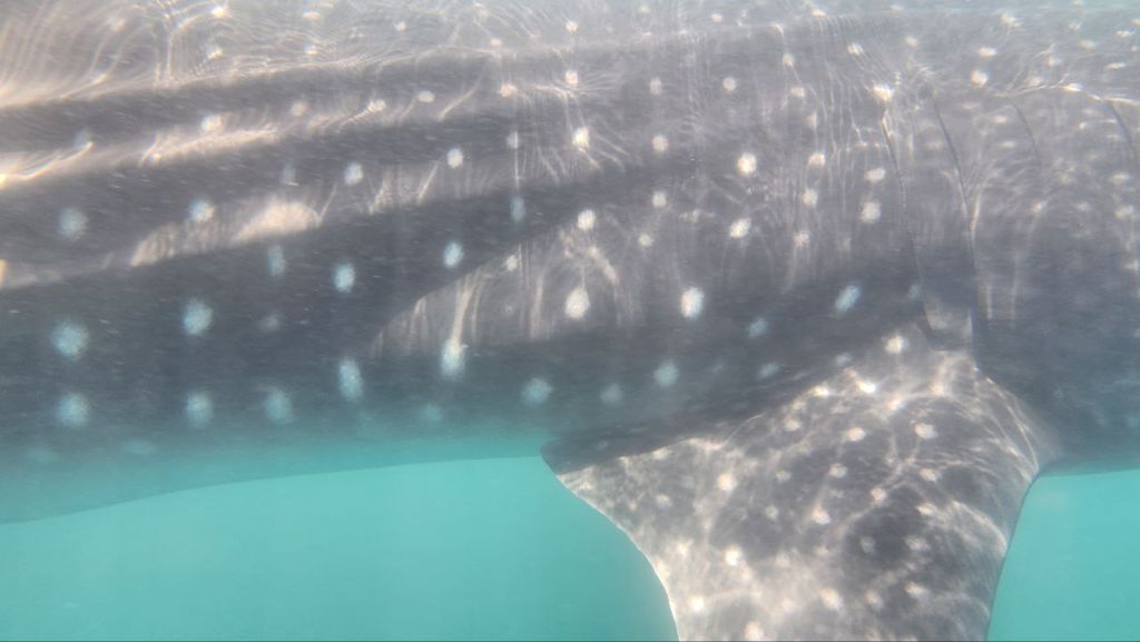 8f80adf6-c39b-4531-bd82-87742597f65d